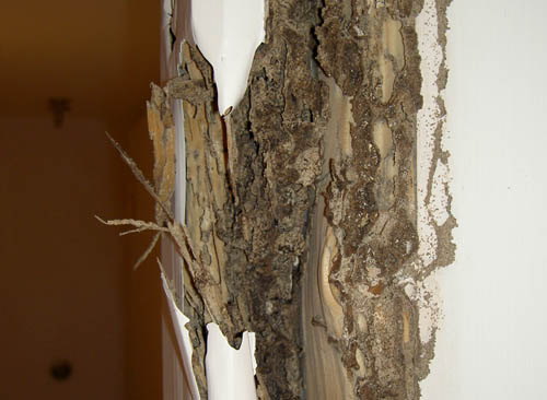 Termites Explained - Termites Costa del Sol
